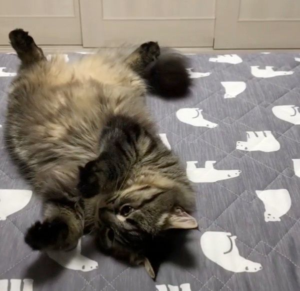 布団を取り合う猫