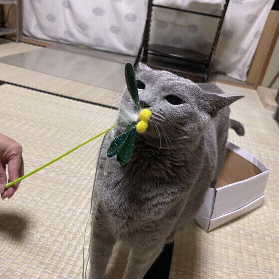 お気に入りのおもちゃかな？ロシアンブルーのれんちゃん