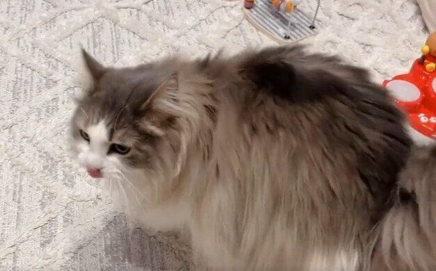 飼い主さんの周りを歩くララちゃん