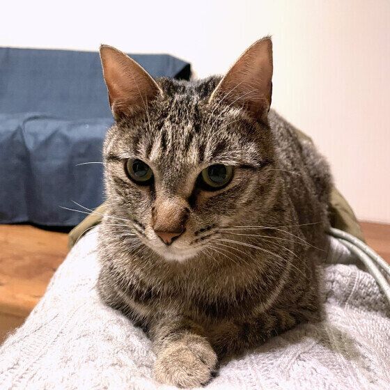 飼い主さんと向かい合ってのるMIX猫