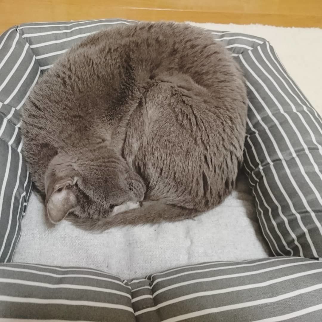 猫ベッドで丸くなる猫