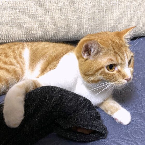 マンチカンのこたまくん♪