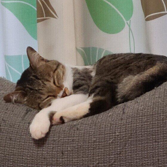 キジトラのももちゃん