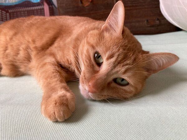 まったりするこいもちゃん