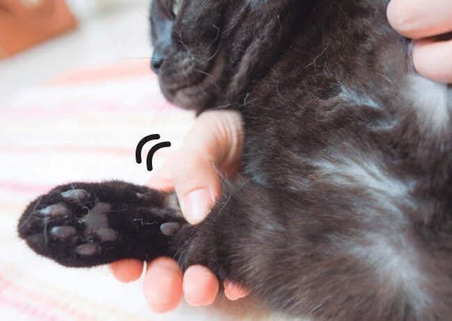 猫の神門をツボ押し