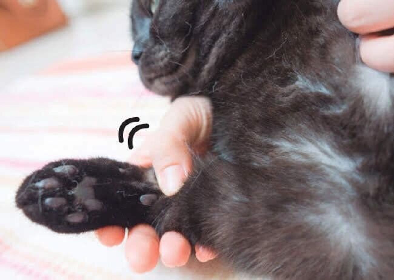 冬こそ体の内側から元気に 猫の 腸マッサージ をやってみよう ねこのきもちweb Magazine 冬こそ体の内側から元気に 猫の 腸マッサージ をやってみよう ねこのきもちweb Magazine