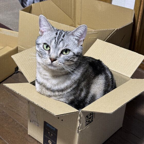 段ボールに入るアメリカンショートヘア