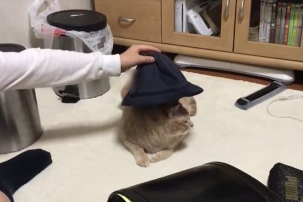 帽子大好きニャンコ