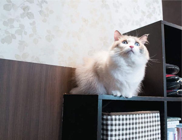 「ねこのきもち」2017年9月号