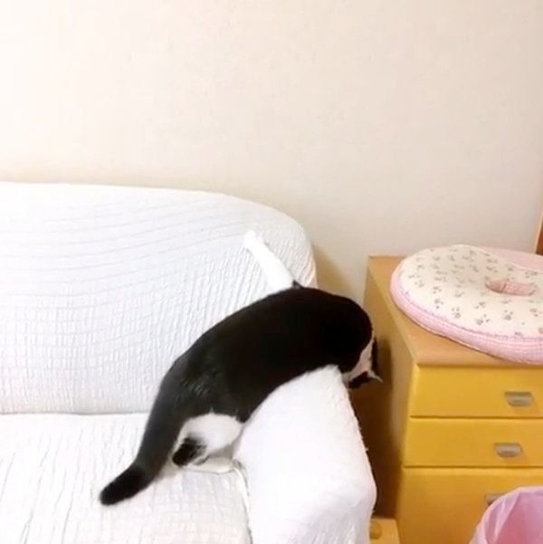 隙間に落ちる猫