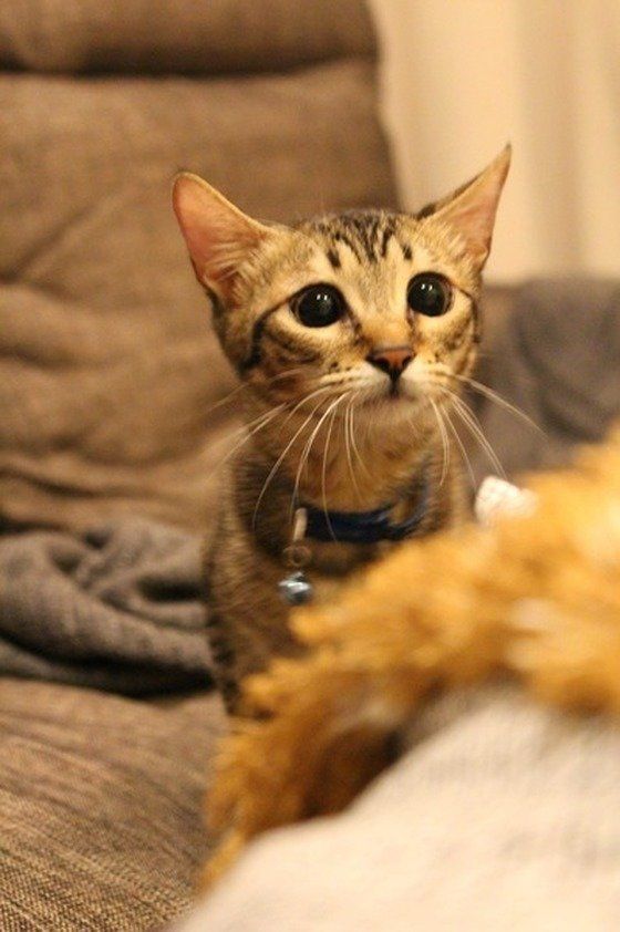 マスコットを狙っている猫