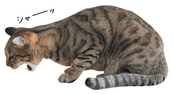 猫からのNOサインとは