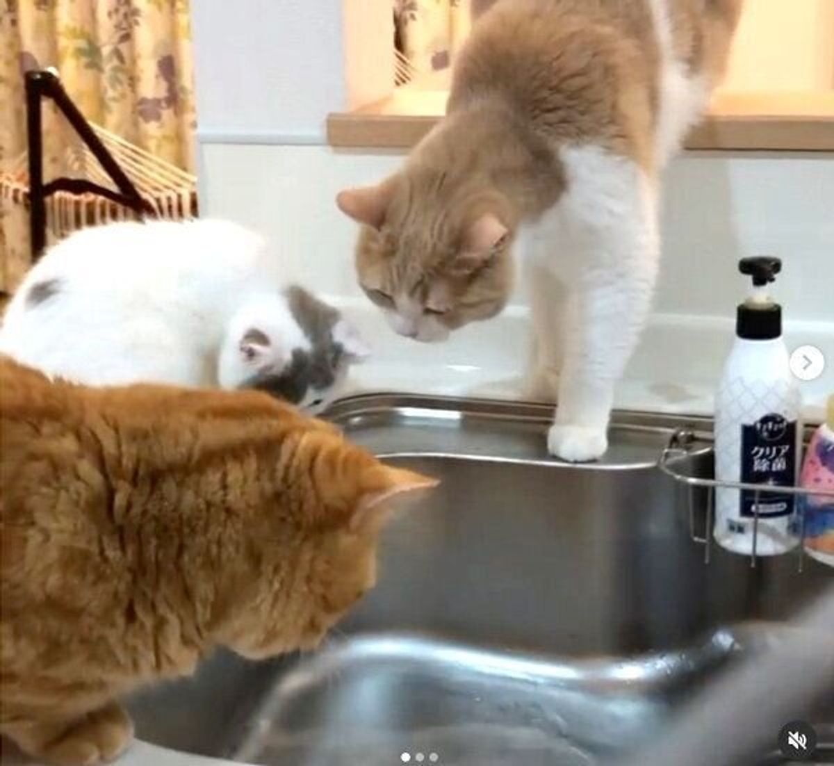 新入り猫に 上下関係 を叩き込む先輩猫と 水に夢中な新入り猫 キッチンで繰り広げられる行動が笑える ねこのきもちweb Magazine 新入り猫に 上下関係 を叩き込む先輩猫と 水に夢中な新入り猫 キッチンで繰り広げられる行動が笑える ねこのきもちweb Magazine