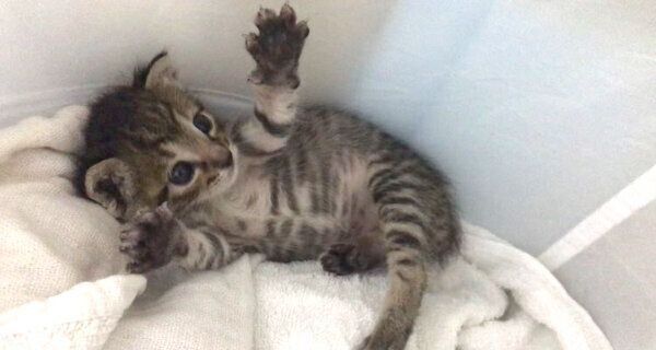 寝転がるおこめくん