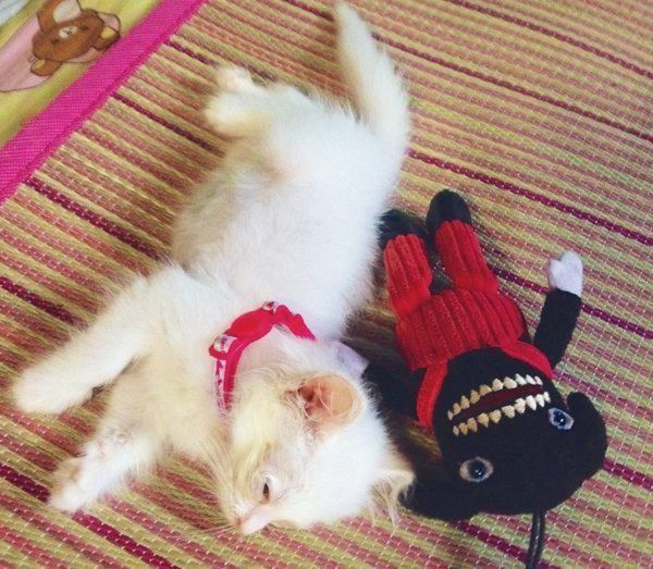 子猫時代のネムちゃん