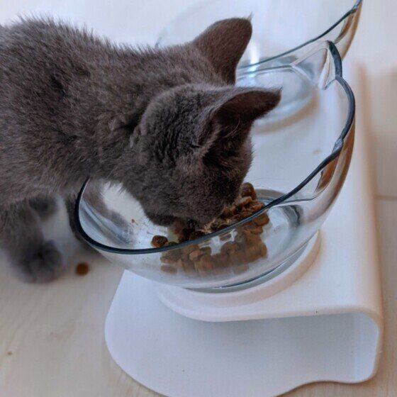 カリカリを食べるロシアンブルー