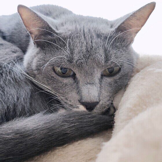 Mix（グレー）の蘭丸くん♪