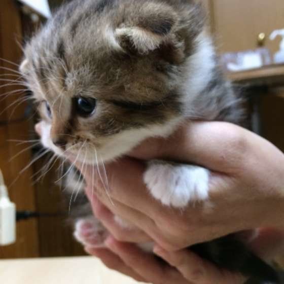 抱っこされるスコティッシュフォールド