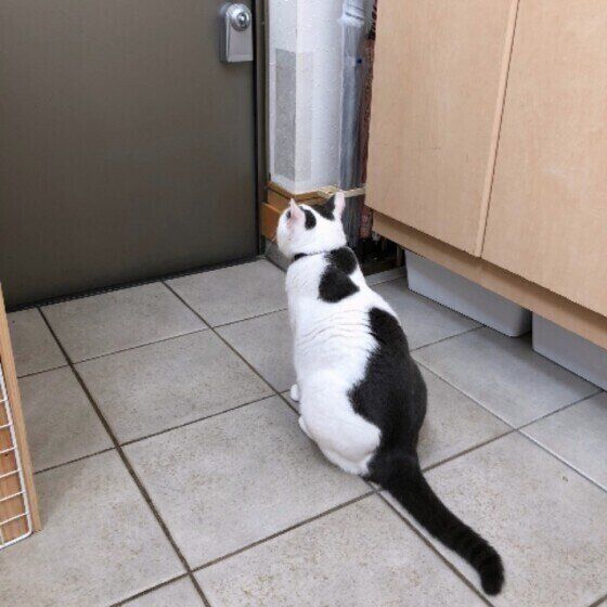 お見送りする猫