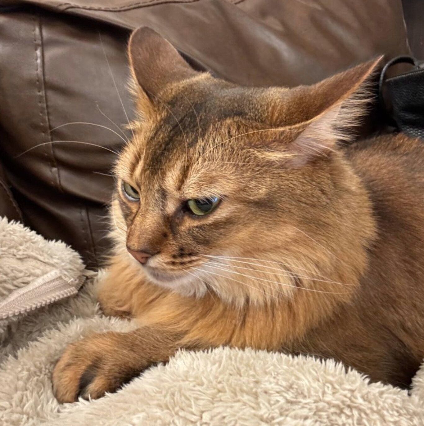 甘えるコンタくん