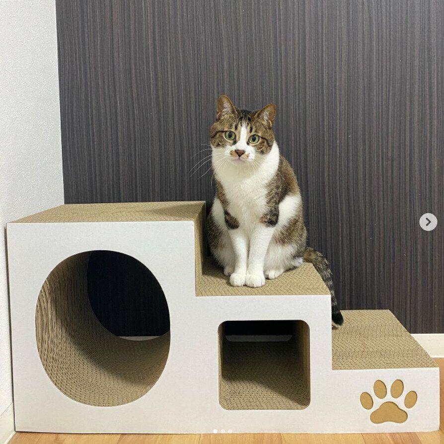階段型爪とぎに座る猫