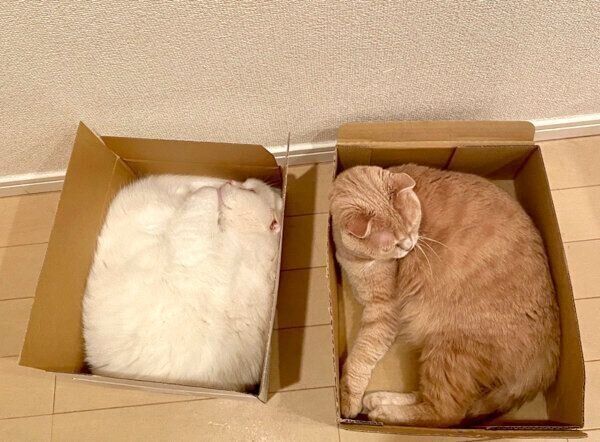 ダンボール箱の中に入るむくちゃんともろみちゃん