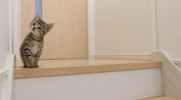 階段を下りようとする子猫