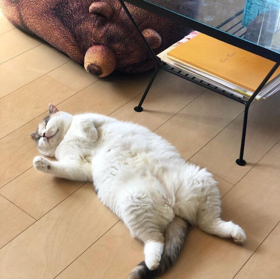 食後の昼寝をする猫