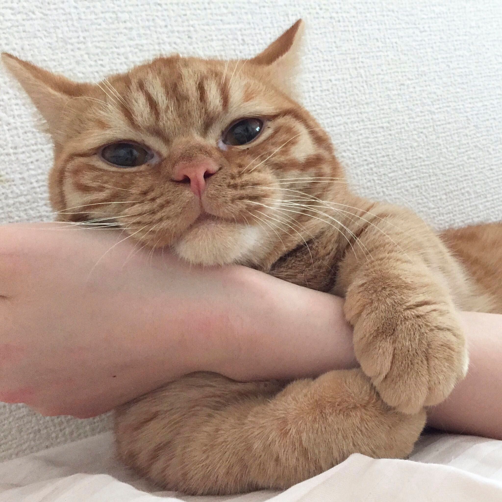 飼い主さんの腕にギュッとしがみつくちょこくん