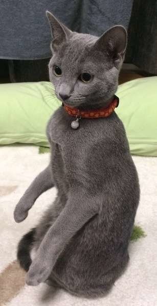 ロシアンブルー リリィちゃん