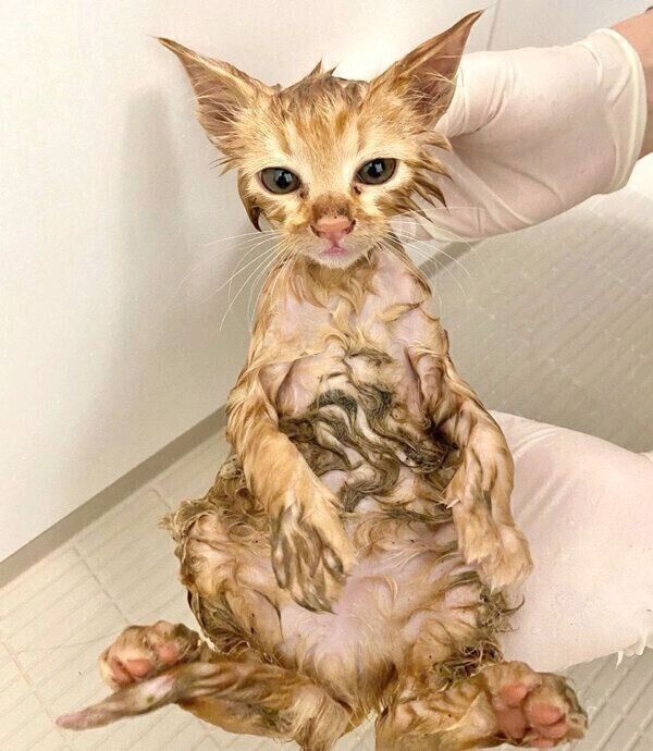 お風呂に入るみゃおちゃん