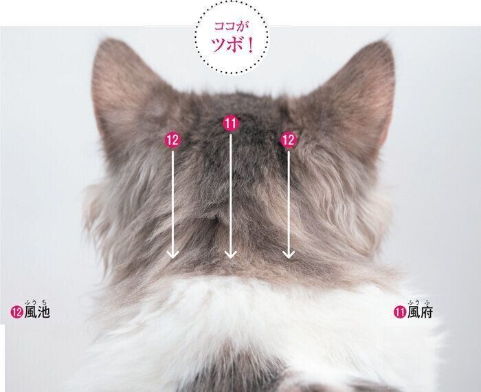 猫の後頭部のツボ