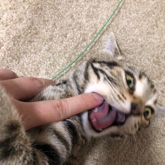 アメリカンショートヘアのおちびちゃん