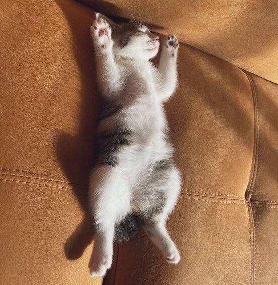 ソファの上でおへそを上に向けて眠るむぎちゃん