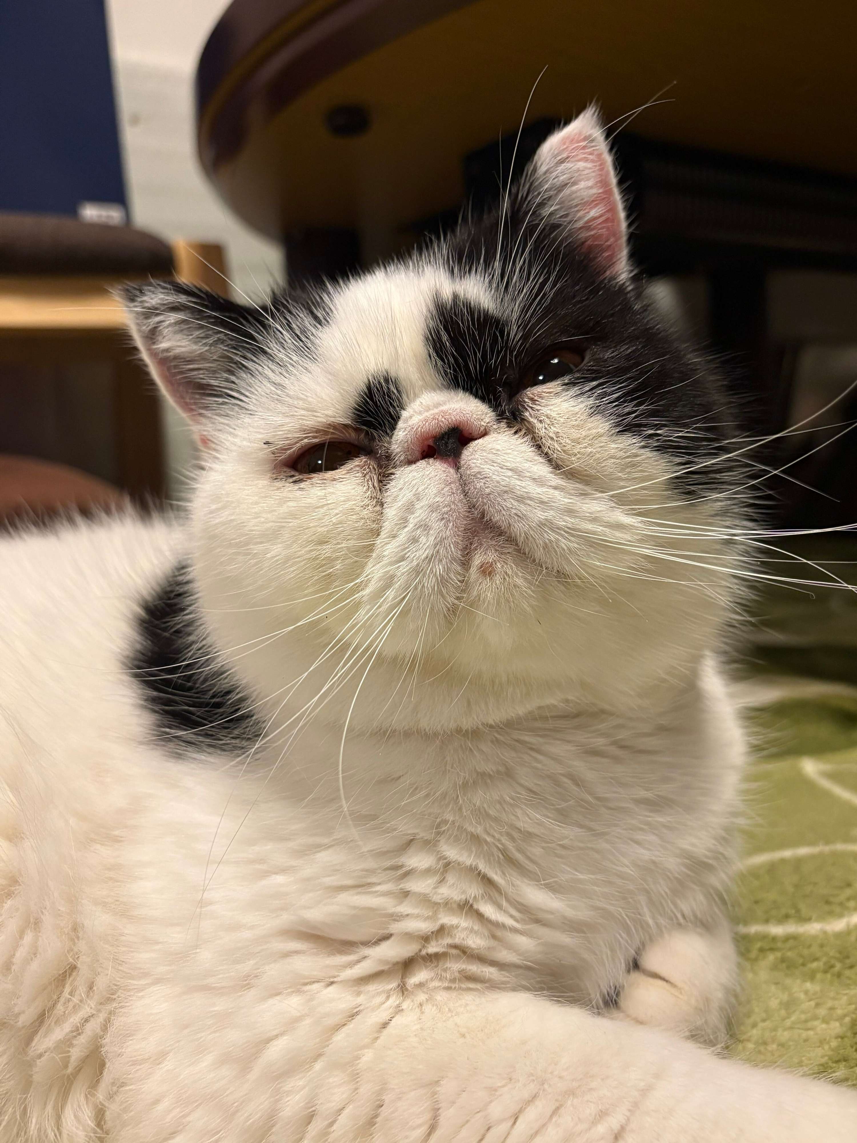 5才のエキゾチックショートヘア