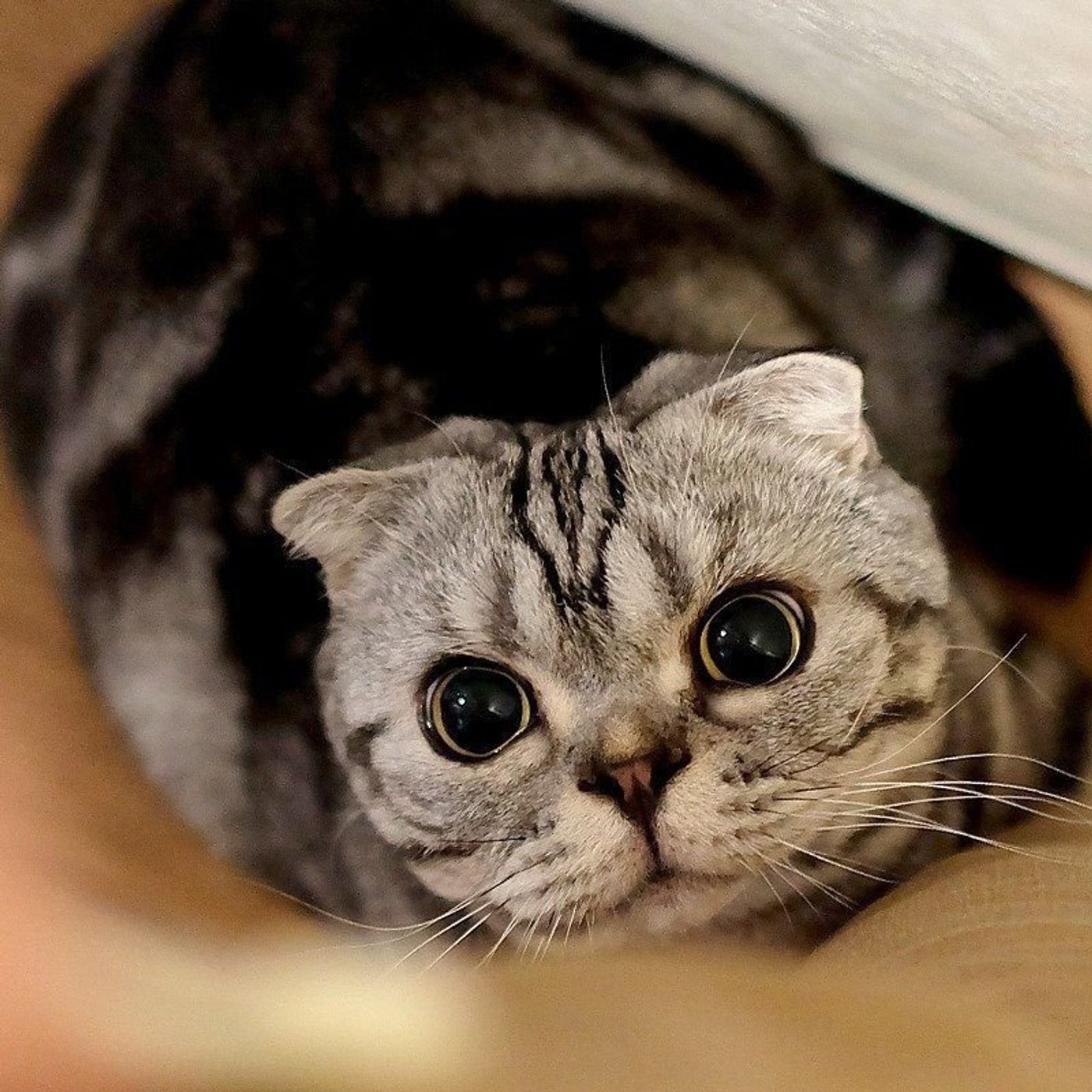 我が家の キャッツアイ 盗むどころか盗まれる 渋ネコししまるさん 15 ねこのきもちweb Magazine 我が家の キャッツアイ 盗むどころか盗まれる 渋ネコししまるさん 15 ねこのきもちweb Magazine