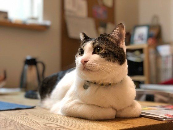 テーブルの上に座る猫