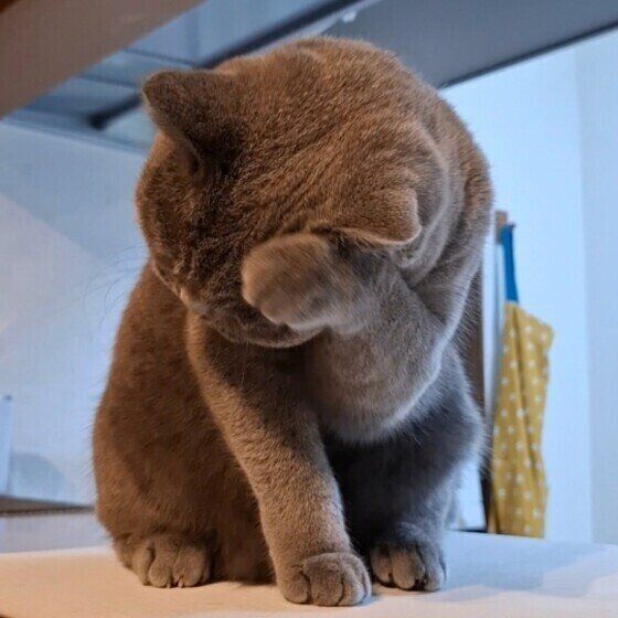 ブリティッシュショートヘアのアリスちゃん