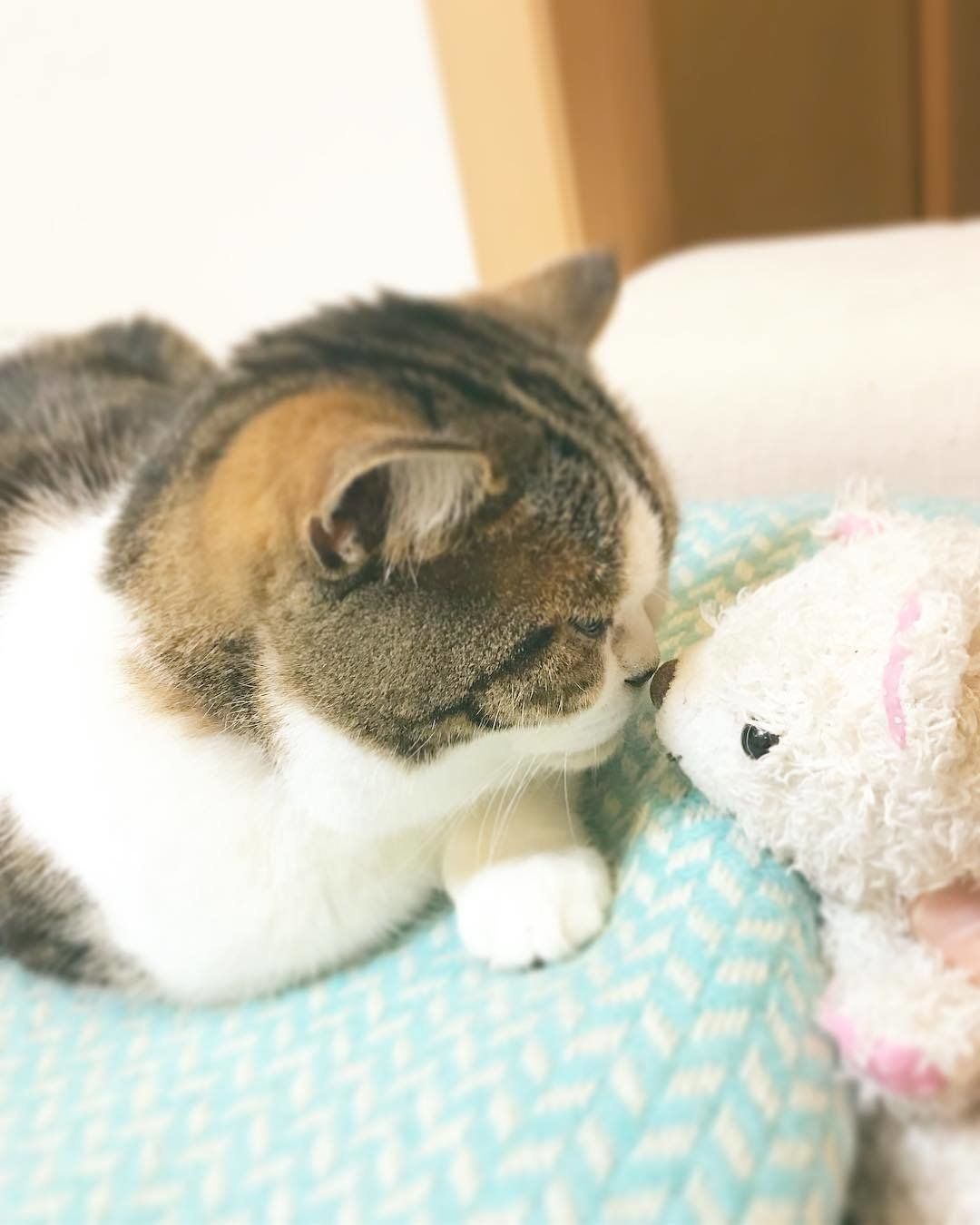 クマのぬいぐるみと猫