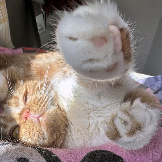 猫パンチするちゃきちゃん（スコティッシュフォールド）