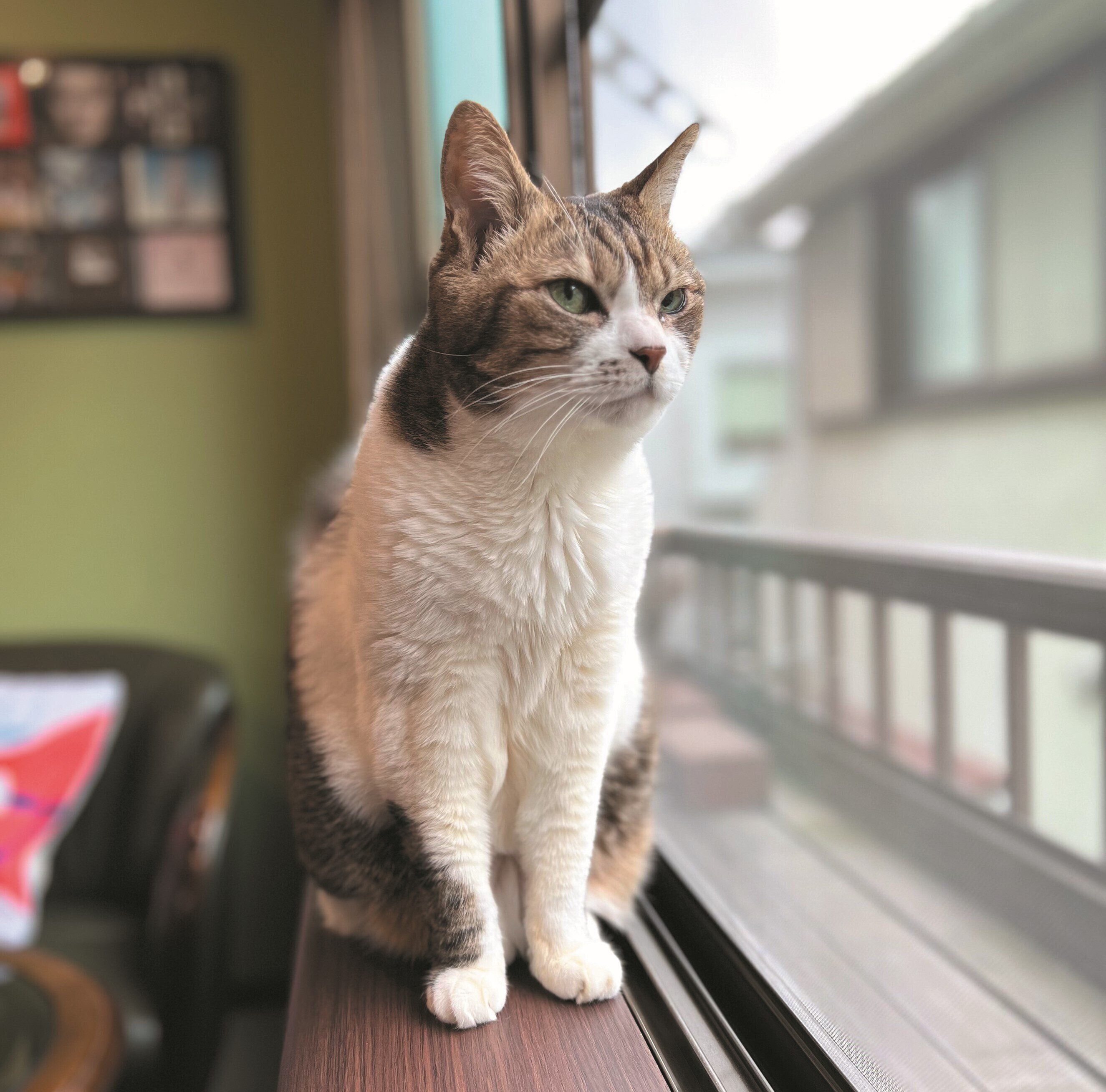 画像／ねこのきもち2023年5月号