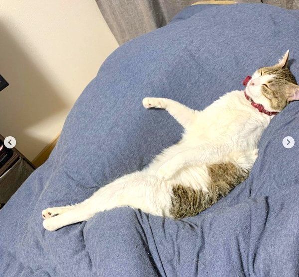 自分を猫と認識していないキジ白