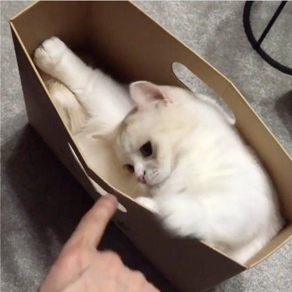 狭いところが大好きなマンチカン