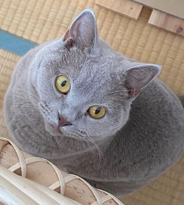 見つめるらむねちゃん