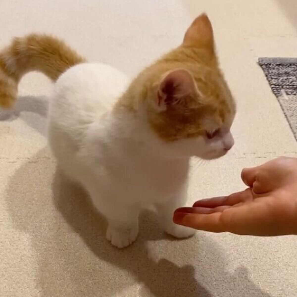 前世は犬だった 驚きの特技の数々を披露する猫がスゴすぎる ねこのきもちweb Magazine 前世は犬だった 驚きの特技の数々を披露する猫がスゴすぎる ねこのきもちweb Magazine