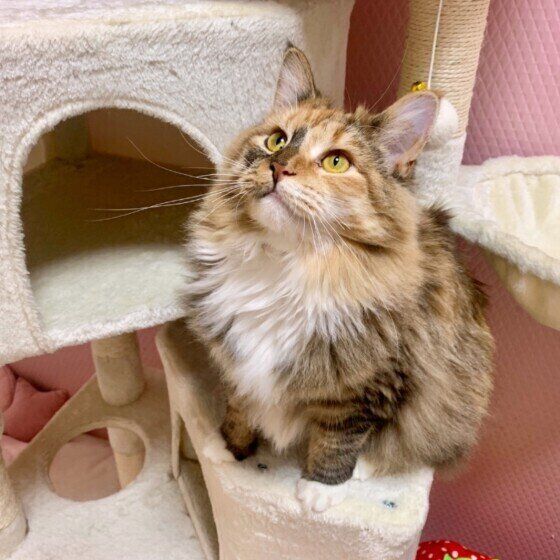 キャットタワーとノルウェージャンフォレストキャット