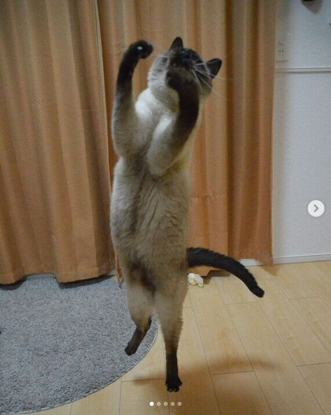 脅威の躍動感に驚き 猫のすごさを実感する ジャンプ猫 5選 ねこのきもちweb Magazine 脅威の躍動感に驚き 猫のすごさを実感する ジャンプ猫 5選 ねこのきもちweb Magazine