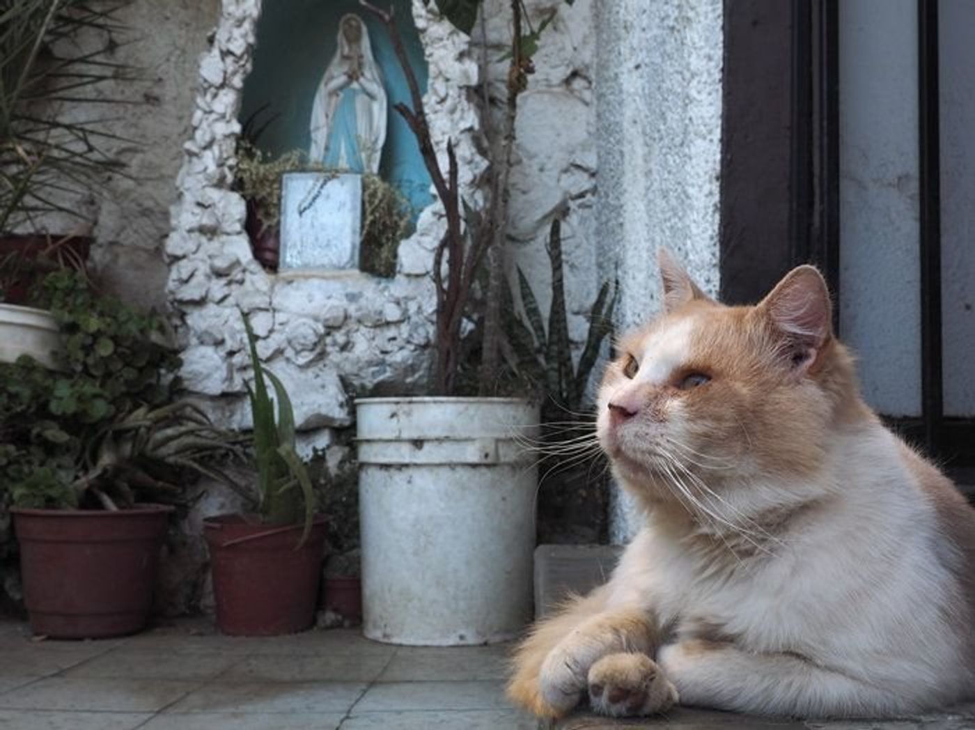 ヒトにいちばんなれていた男前なネコ 動物写真家 岩合光昭さんがつづる ネコこよみ ねこのきもちweb Magazine ヒトにいちばんなれていた男前なネコ 動物写真家 岩合光昭さんがつづる ネコこよみ ねこのきもちweb Magazine