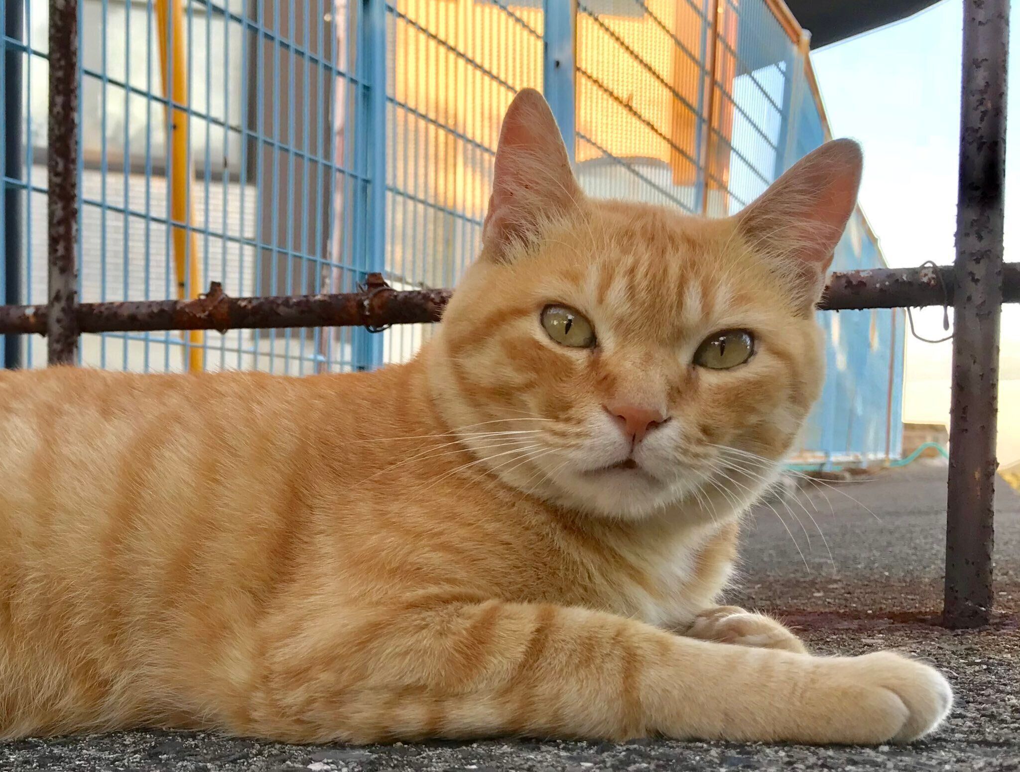 寝そべりながらこちらを見る猫