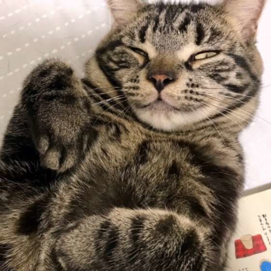 眠るアメリカンショートヘア